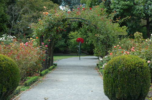 Neuseeland - Südinsel - Christchurch - Garden City -Rose Garten