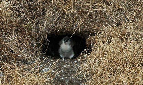 Junges Pinguin im Nest