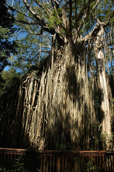 North Queensland - Atherton Tablelands -Curtain Fig Tree