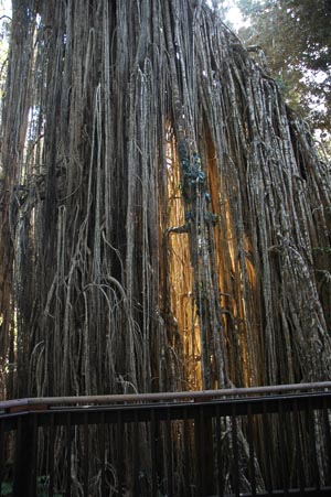 North Queensland - Atherton Tablelands -Curtain Fig Tree