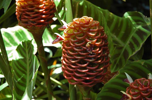 North Queensland - Cairns - Botanischer Garten