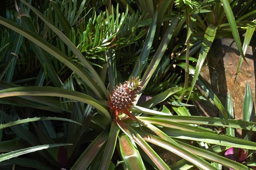 North Queensland - Cairns - Botanischer Garten - Ananas
