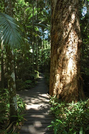 North Queensland - Cairns - Boardwalk