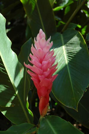 North Queensland - Cairns - Botanischer Garten - Fackelingwer