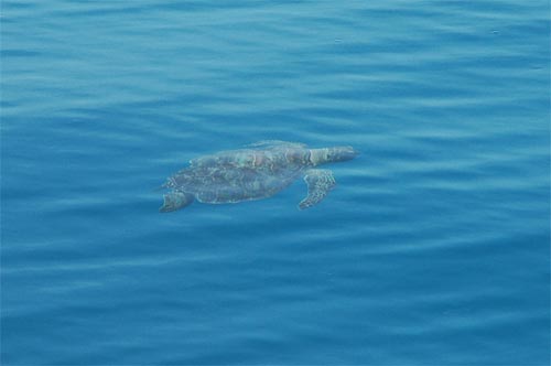 North Queensland - Great Barrier Reef -Wasserschildkröte