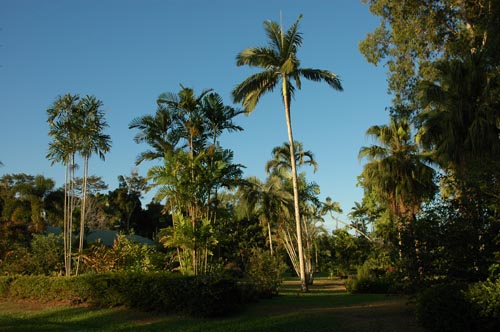 North Queensland - Mission Beach - Pflanzen