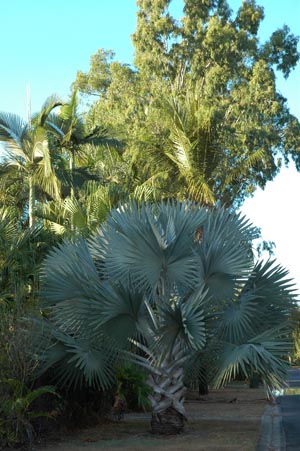North Queensland - Mission Beach - Pflanzen