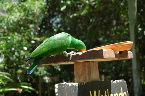 North Queensland - Port Douglas - Tierpark