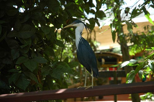 North Queensland - Port Douglas - Breakfast with the Birds