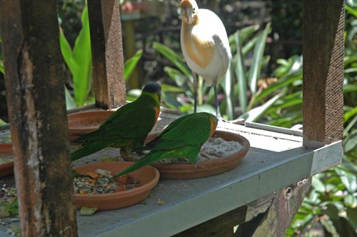 North Queensland - Port Douglas - Breakfast with the Birds