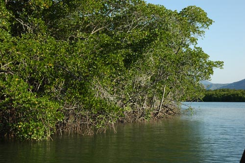 North Queensland - Port Douglas - Mangroven