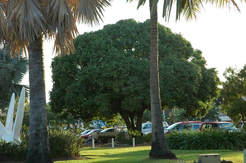 North Queensland - Townsville -Mangobaum