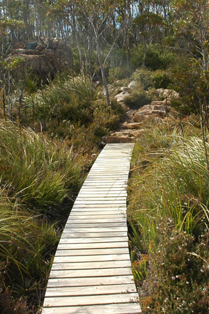 South Tasmania - Hartz National Park - Boardwalk