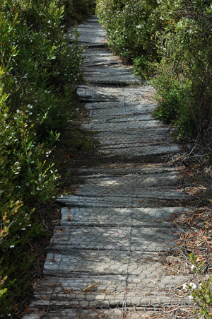 South Tasmania - Hartz National Park - Boardwalk