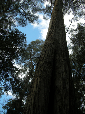 Mount Field Nationalpark - Königseukalyptus