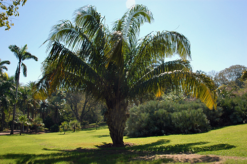 Botanischer Garten in Darwin