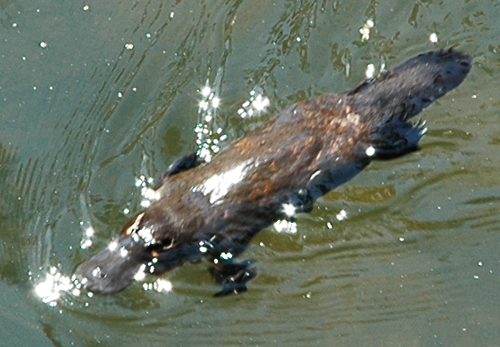 Eungella National Park - Schnabeltier - Platypus
